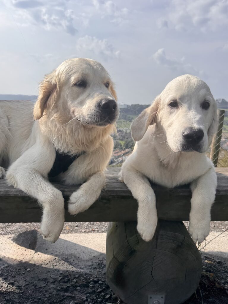 WagTime Walker