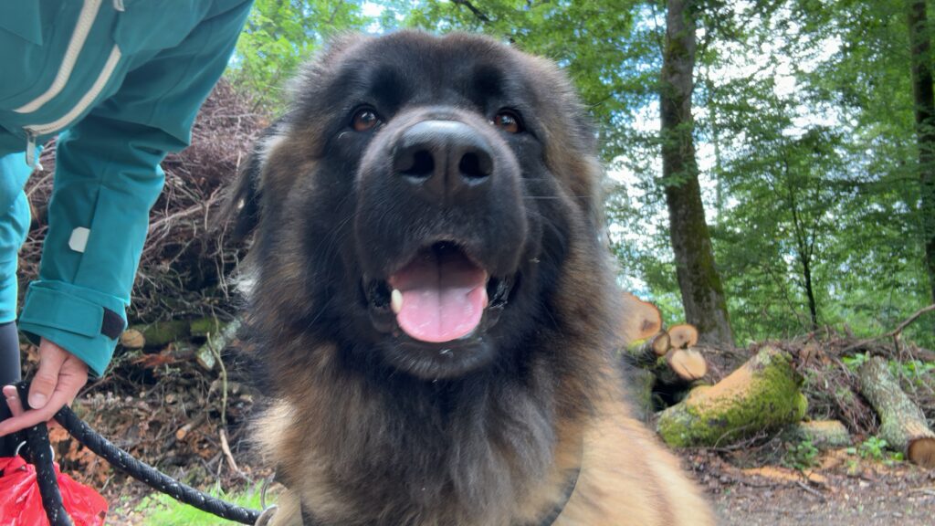 Estrela on WagTime Walker walk in nature, Zurich, Birmensdorf