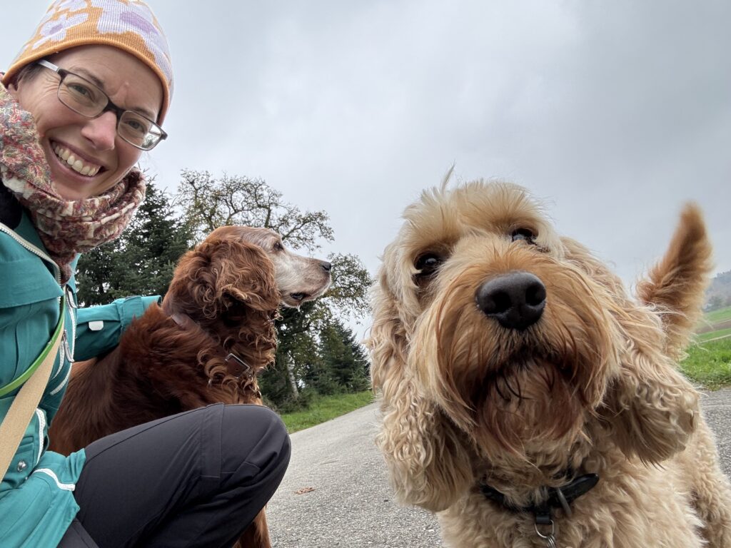 Cockapoo and Irish Setter on WagTime Walker walk in nature, Zurich, Birmensdorf