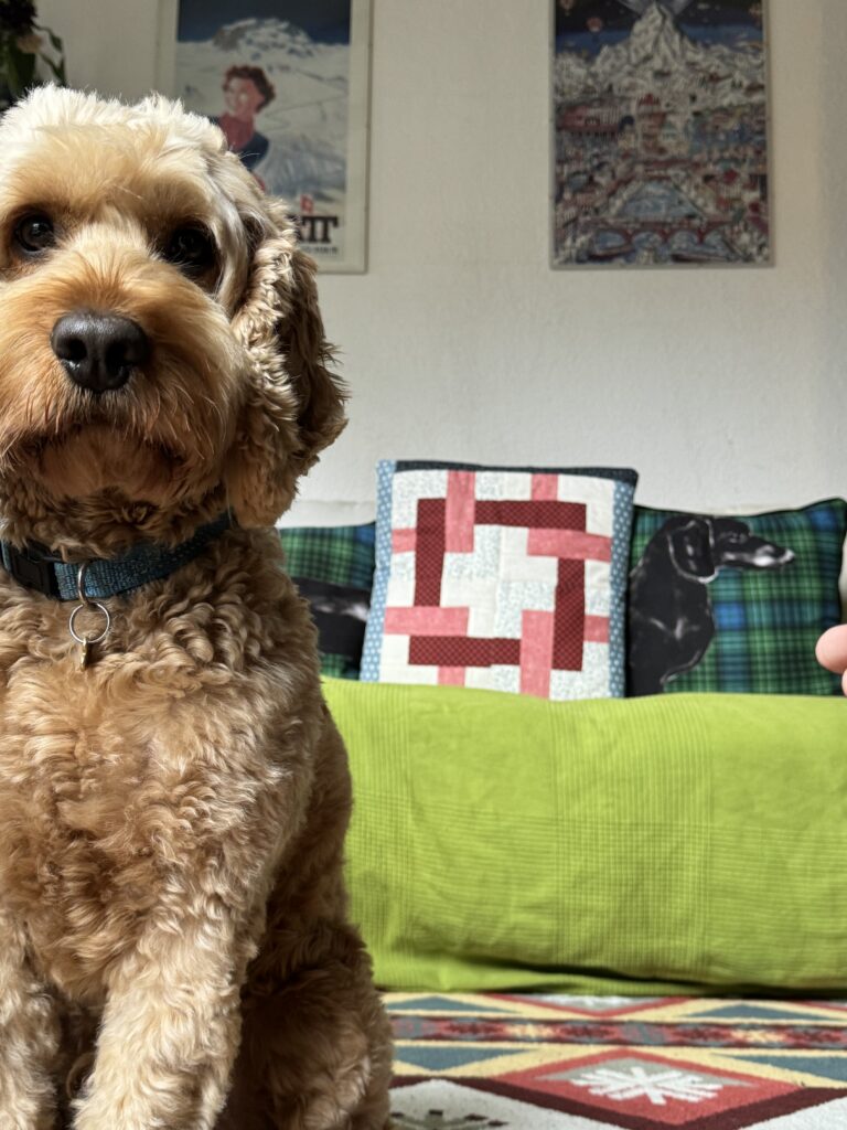 Cockapoo in WagTime Walker’s Residence, Zurich