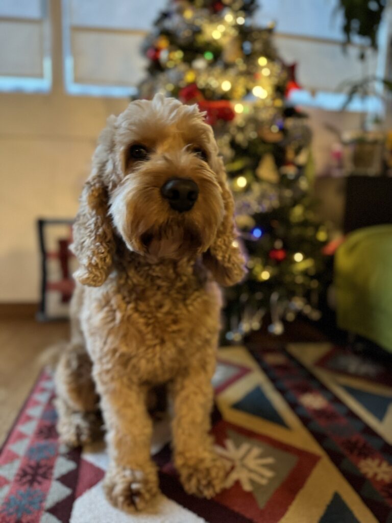 Cockerpoo enjoying Christmas run up at the WagTime Walker Residence 