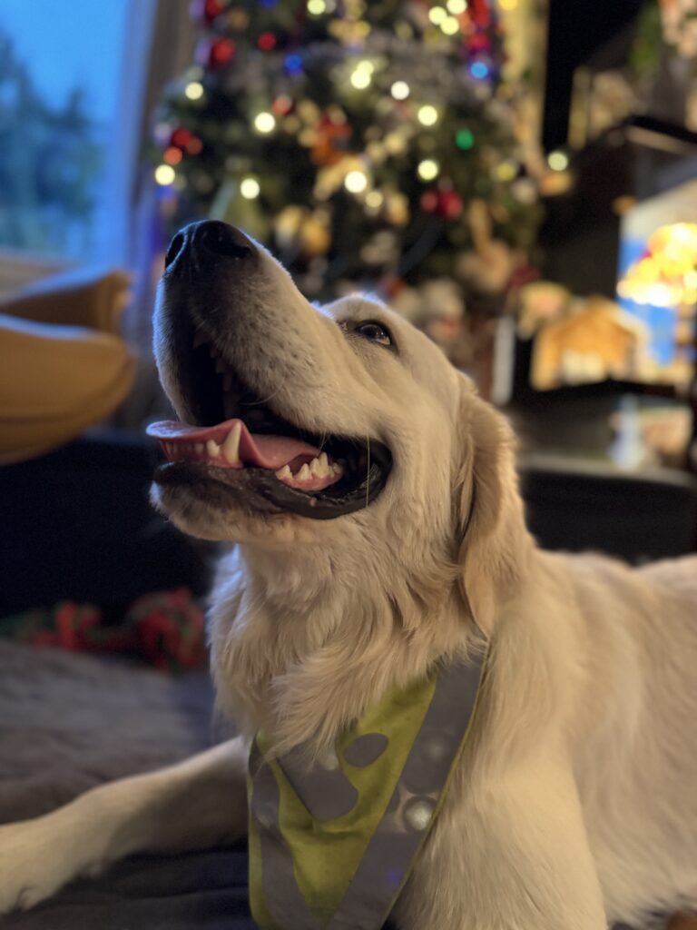 Golden Retriever enjoying Christmas run up at the WagTime Walker Residence 