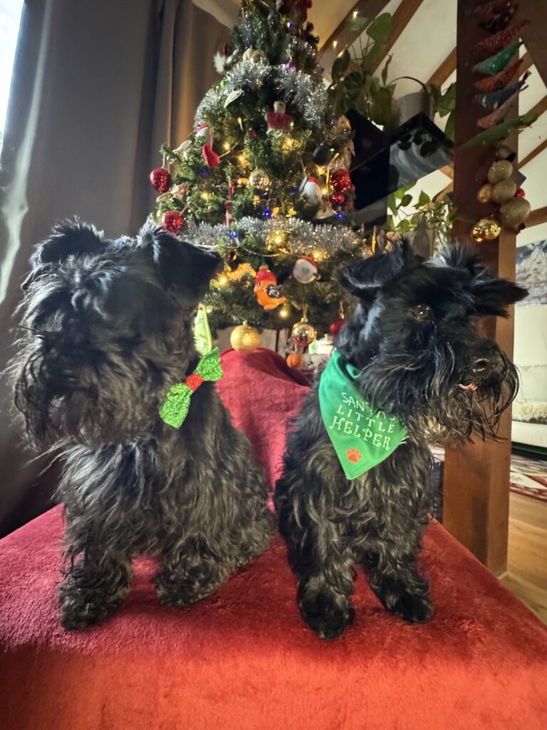 Mini Schnauzers enjoying Christmas run up at the WagTime Walker Residence 