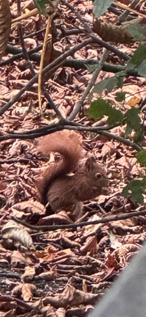 Red Squirrel at the Yorkshire Arboretum in the Castle Howard grounds, North Yorkshire