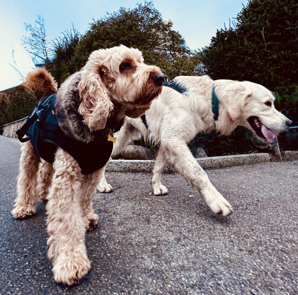 Cockapoo and Golden Retriever on WagTime Walker walk in nature, Zurich, Birmensdorf