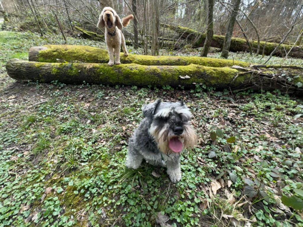 Cockapoo and Mini Schnauzer on WagTime Walker walk in nature, Zurich, Birmensdorf