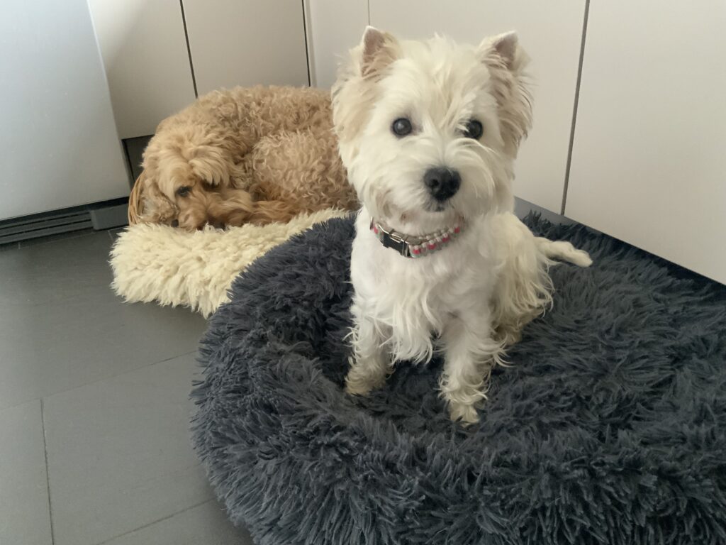 Rest time at the WagTime Walker Residence. Not all time is for hyper stimulation and play. Rest is also well deserved and essental.