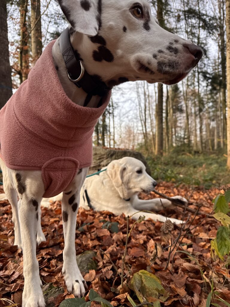 Cockapoo and Mini Schnauzer on WagTime Walker walk in nature, Zurich, Birmensdorf