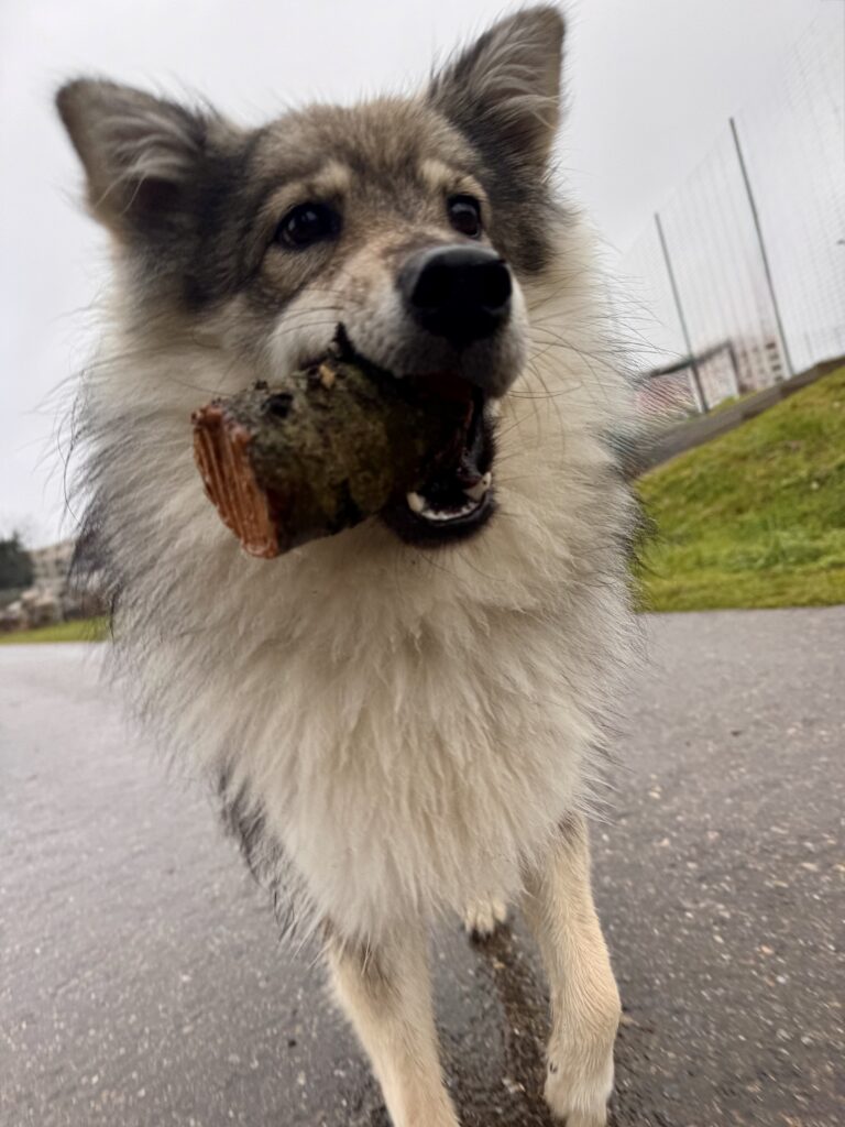 Eurasian having fun on a WagTime Walker wander in Uitikon