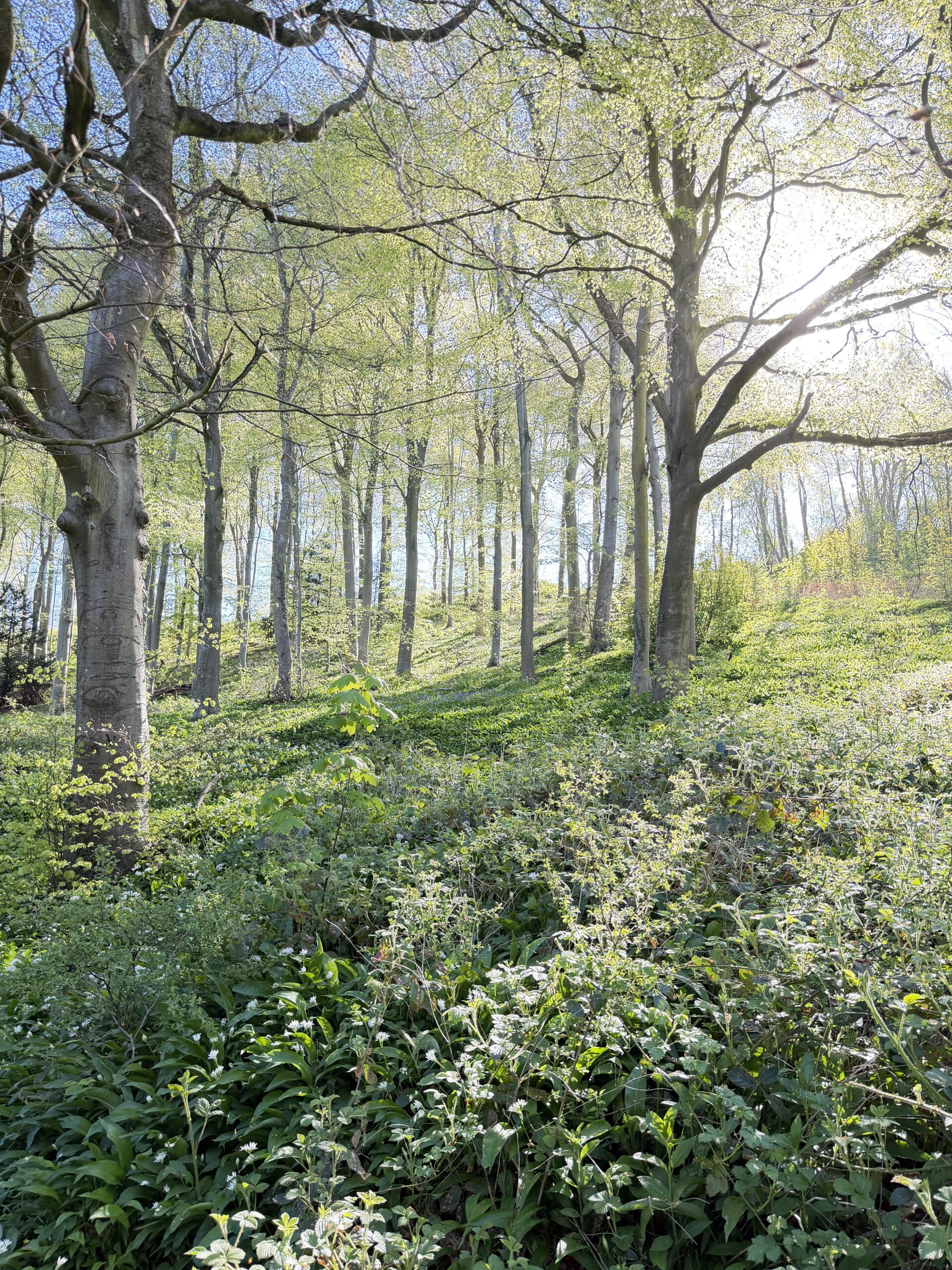 Newtondale in Springtime, Pickering, North Yorkshire