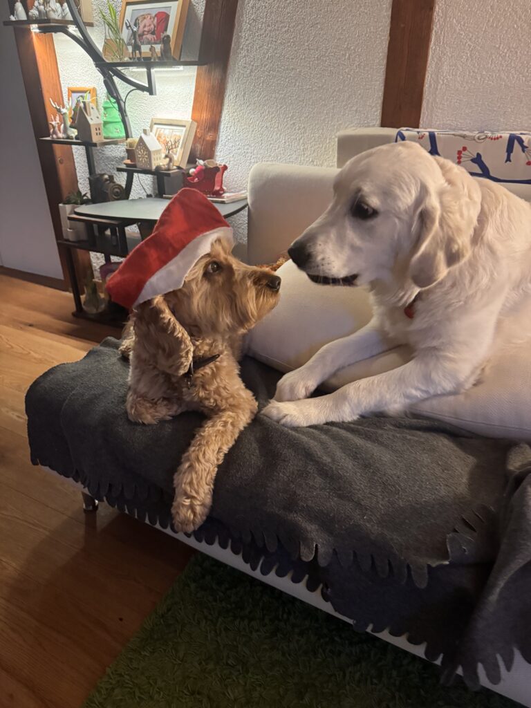 Cockerpoo and Golden Retriever enjoying Christmas run up at the WagTime Walker Residence 