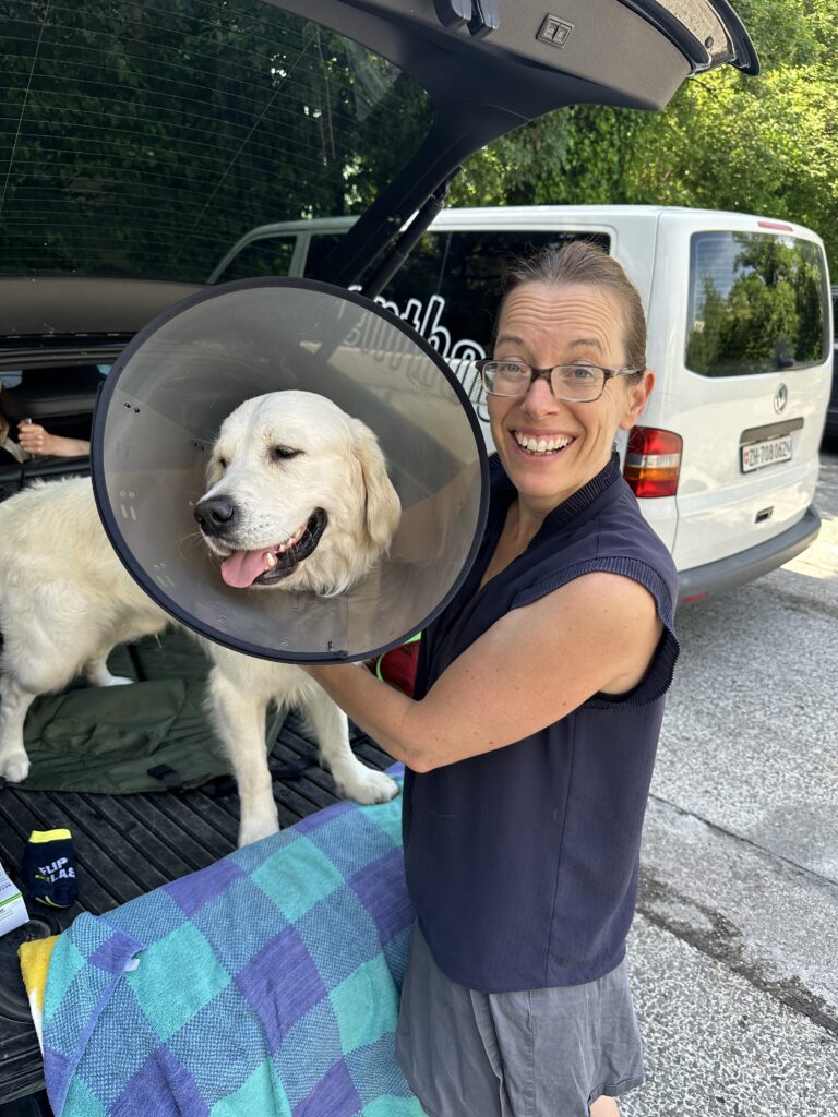 Golden Retriever on Vet Check with WagTime Walker Owner