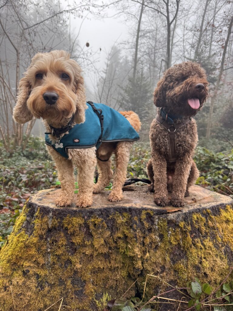 Cockapoo and Lagotto on WagTime Walker walk in nature, Zurich, Birmensdorf