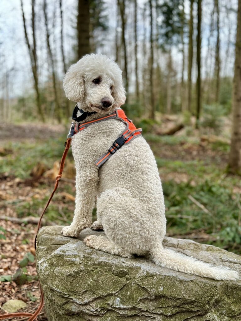 Poodle on WagTime Walker walk in nature, Zurich, Birmensdorf